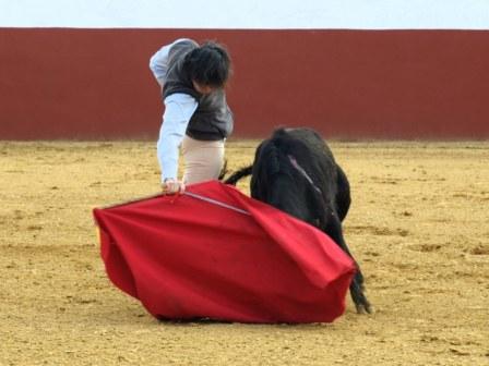 Solís con la derecha llevando muy toreada a la vaca.