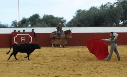 El tentadero es el laboratorio de la bravura. Dónde se busca fijeza y galope.