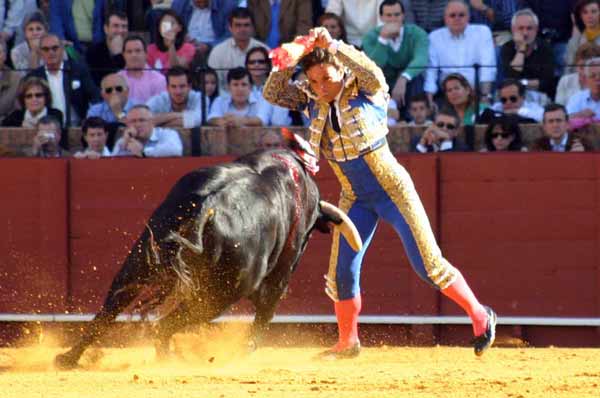 Cuadrando en la cara de sus novillos.