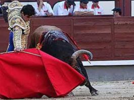 Miguel Ángel Perera toreando en redondo al toro de El Ventorrillo (FOTO:Iván de Andrés/Burladero.com)