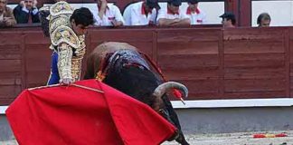 Miguel Ángel Perera toreando en redondo al toro de El Ventorrillo (FOTO:Iván de Andrés/Burladero.com)