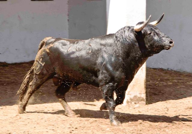 Número 105. 537 kilos (FOTO: José María Ballester)