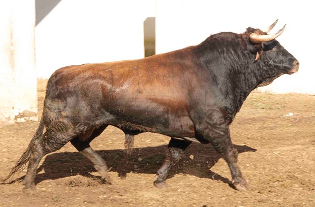 Numero 11. 500 kilos. (FOTO: José María Ballester)