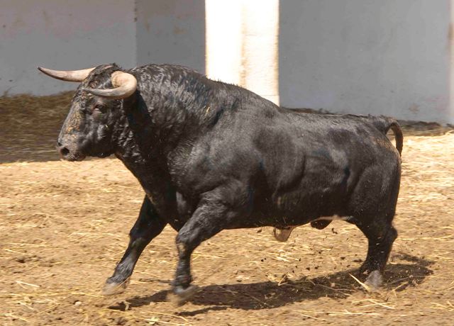 Número 117. 525 kilos (FOTO: José María Ballester)