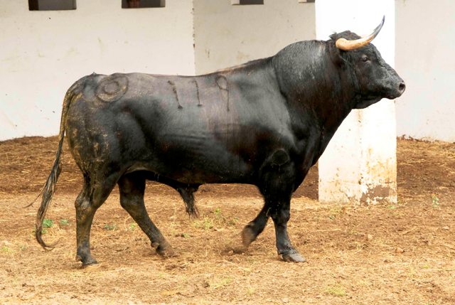 Número 119. 585 kilos (FOTO: José María Ballester)