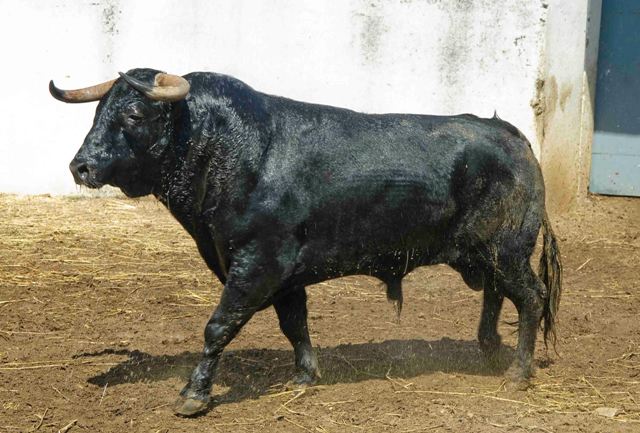 Número 12. 505 kilos(FOTO: José María Ballester)