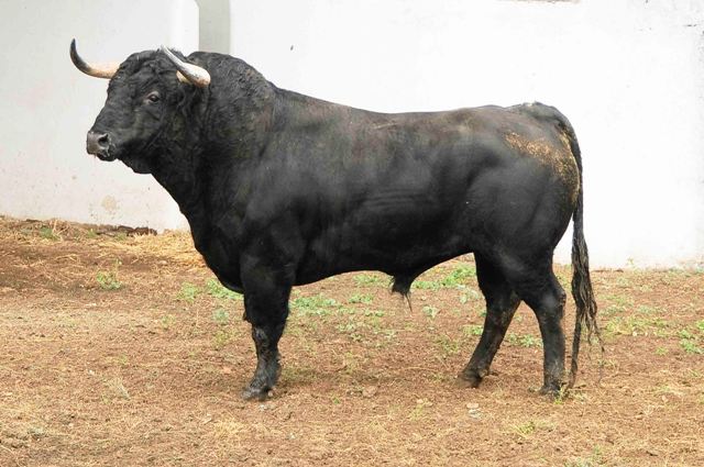 Número 127. 577 kilos (FOTO: José María Ballester)