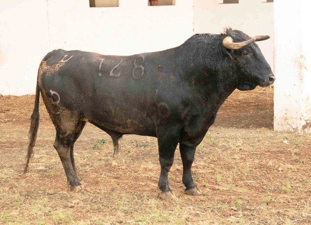 Número 128. 586 kilos (FOTO: José María Ballester)