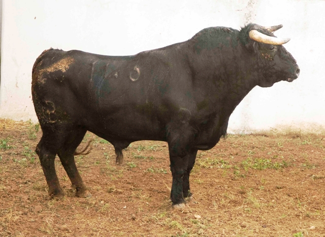 Número 143. 572 kilos (FOTO: José María Ballester)