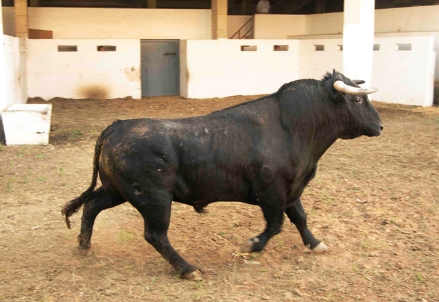 Número 147. 570 kilos (FOTO: José María Ballester)