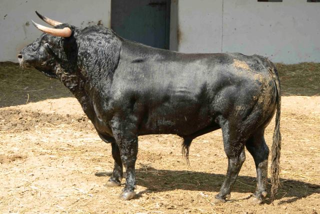 Número 178. 530 kilos (FOTO: José María Ballester)