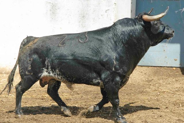 Número 23. 540 kilos.(FOTO: José María Ballester)