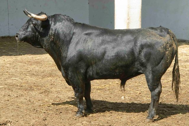 Número 233. 550 kilos (FOTO: José María Ballester)