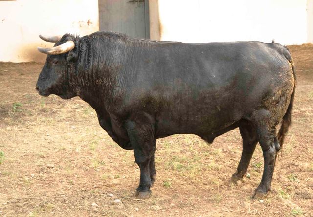 Número 25. 563 kilos (FOTO: José María Ballester)