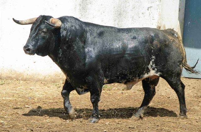 Número 32. 522 kilos(FOTO: José María Ballester)