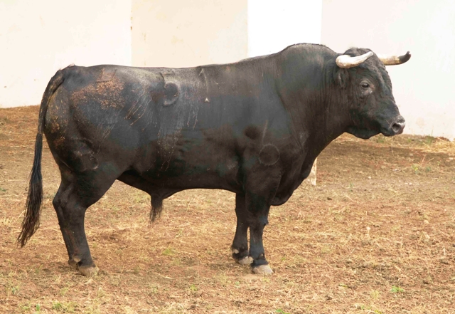 Número 51. 590 kilos (FOTO: José María Ballester)