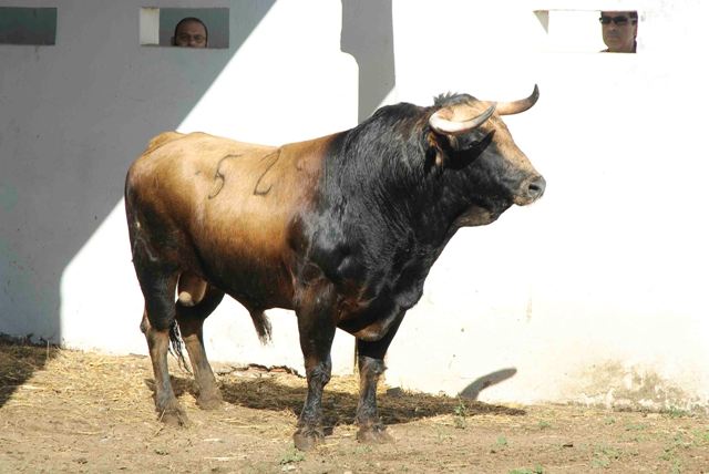 Número 52. 525 kilos(FOTO: José María Ballester)