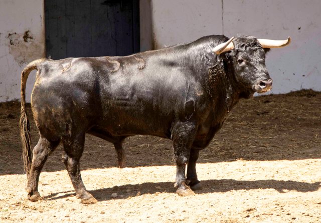 Número 55. 525 kilos. (FOTO: José María Ballester)