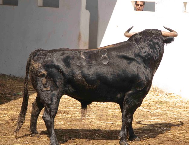 Número 58. 538 kilos.(FOTO: José María Ballester)