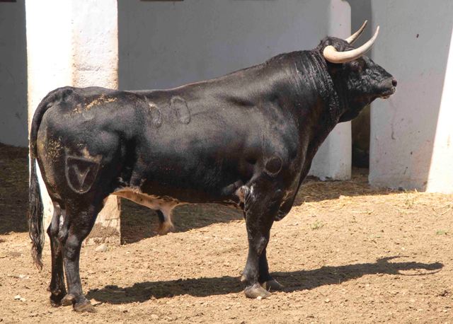 Número 60. 501 kilos (FOTO: José María Ballester)