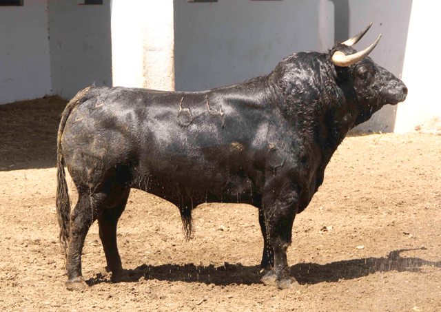 Número 64. 519 kilos(FOTO: José María Ballester)