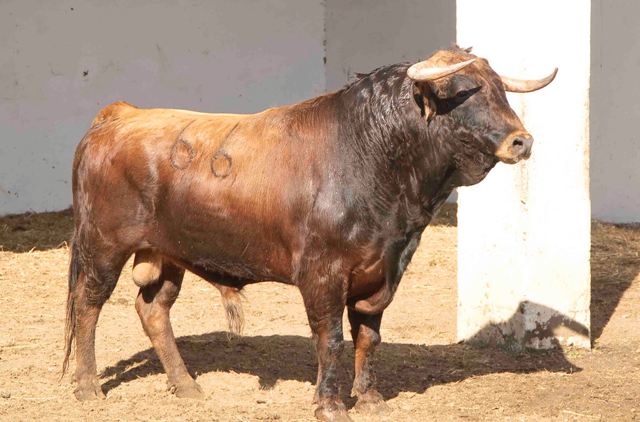 Número 66. 501 kilos.(FOTO: José María Ballester)