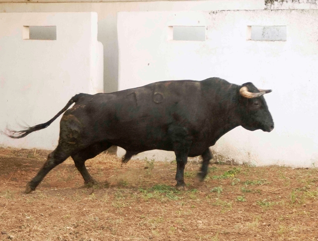 Número 76. 578 kilos.(FOTO: José María Ballester)