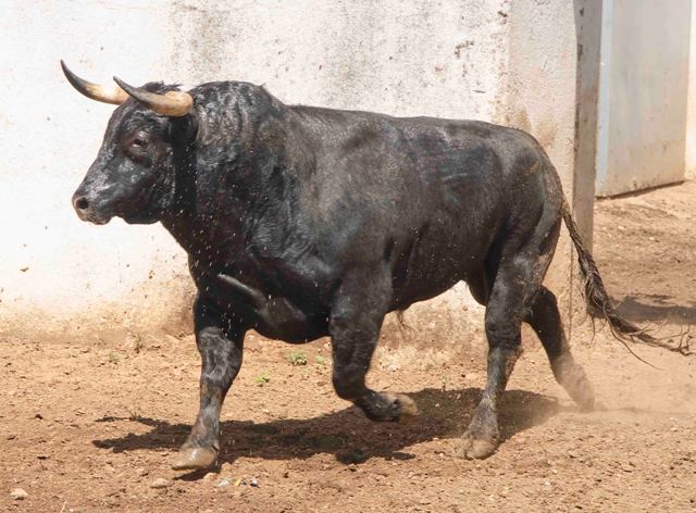 Número 79. 524 kilos.(FOTO: José María Ballester)