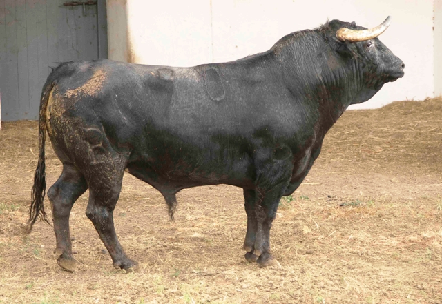 Número 90. 560 kilos(FOTO: José María Ballester)