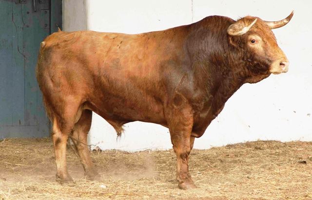 Número 93. 552 kilos(FOTO: José María Ballester)