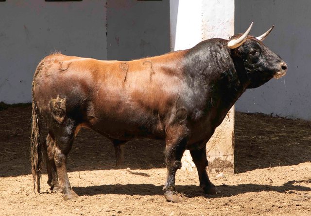 Número 97. 527 kilos(FOTO: José María Ballester)