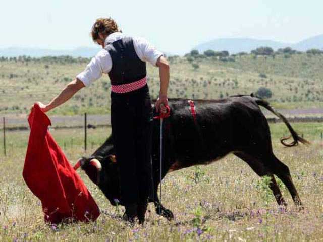 La vaca continuó embistiendo con celo.