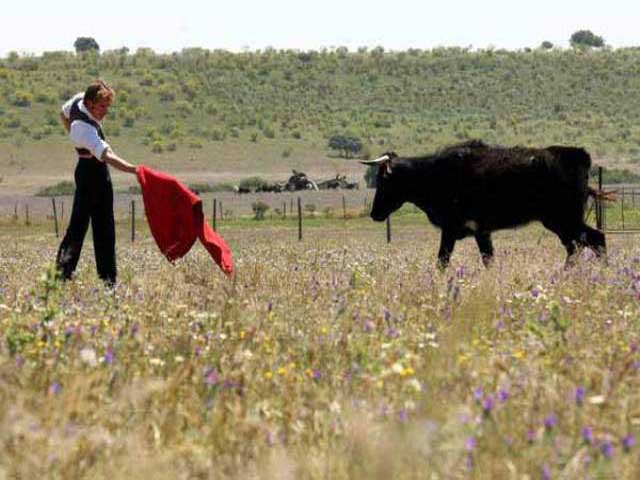 En la muleta de Parejo también muestra fijeza.