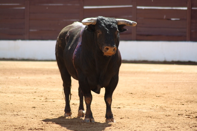 El ejemplar de Miguel Moreno.