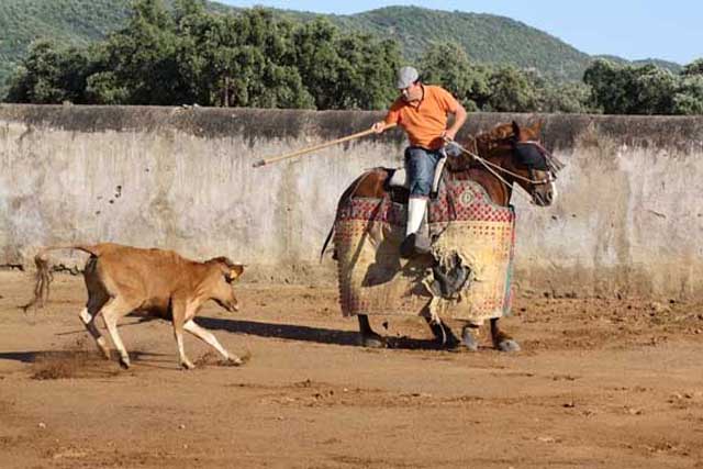 Y la vaca acude al cite.