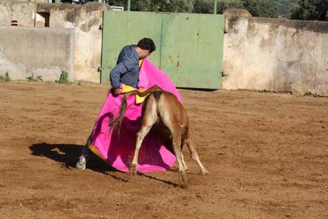 Quien se ciñe en el capote con la vaca para ponerla en suerte.