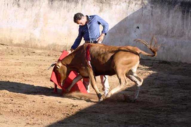 Antonio encajándose con la becerra.