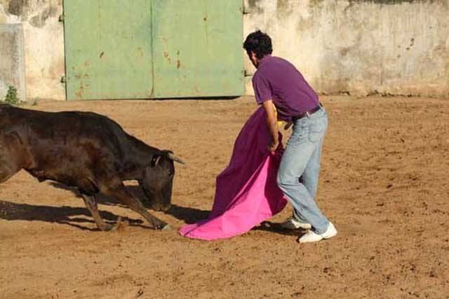 Fernando González coloca a la siguiente becerra.