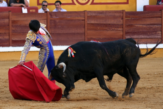 Llevando siempre a su novillo muy toreado. (FOTOS:Gallardo)