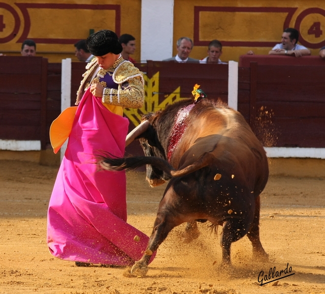 El Juli enroscado en el percal.