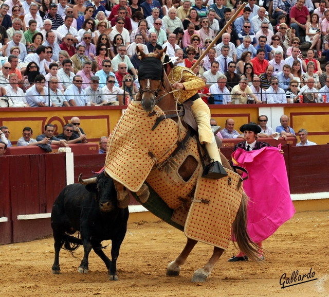 Apretando en el peto con el pitón izquierdo. (FOTO: Gallardo)