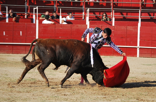 Carlos María toreando a su novillo al natural.