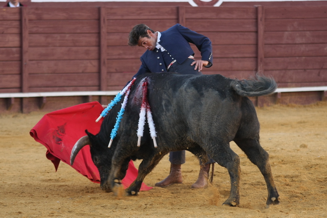 Cimbreando la cintura para llevar toreado al eral.