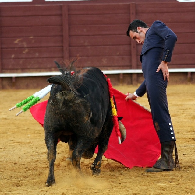 Verticalidad en el toreo de muleta de El Pilo.