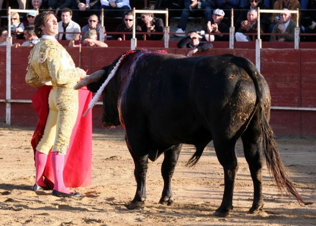 Javier Solís esta temporada, en La Garrovilla, ante un serio astado de Martín Lorca. (FOTO:Gallardo)