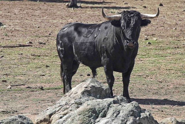 Fino ejemplar de Juan Albarrán.