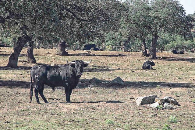 Alerta, el toro mira a los vaqueros.