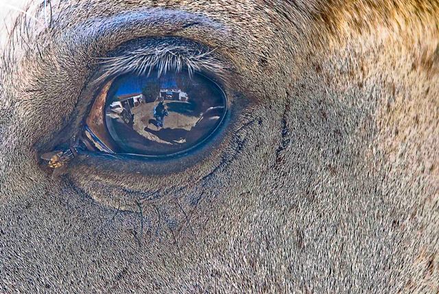 En la mirada del toro se posa el hombre.