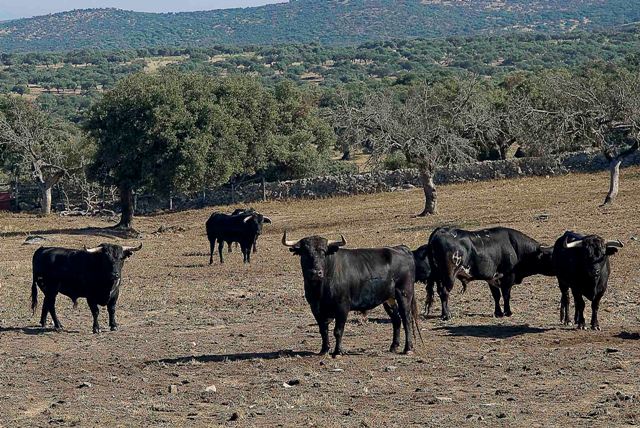 Los toros en el cercado.