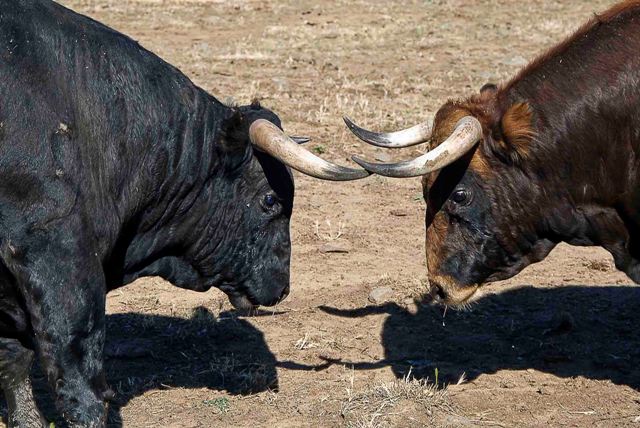 Porque el sol pone a los toros en guardia.